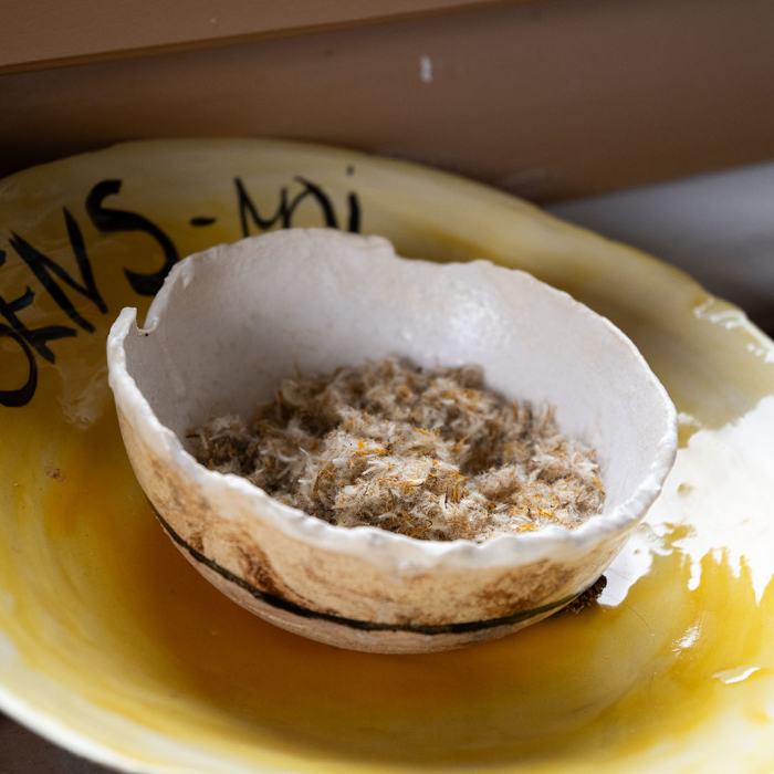 Lorane Jäggi, Tout se mange dans l'pissenlit, «C B T F .»,  2024, travail de Bachelor
Photo: Maurice Eggel  / EDHEA