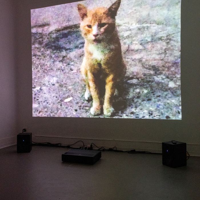 Téo Seven, Kediler hapse gönderilmez / Cats don’t go to prison, travail de Bachelor
Photo: Maurice Eggel  / EDHEA