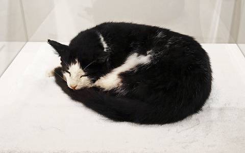 «Ne réveillez pas le chat qui dort». @Luzia Hürzeler «Ne réveillez pas le chat qui dort». @Luzia Hürzeler